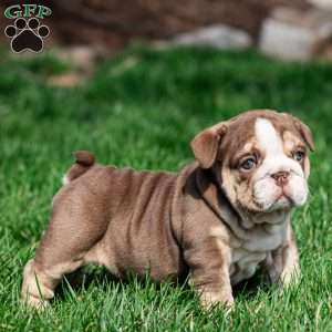 Marina Mocha, English Bulldog Puppy